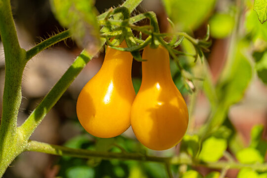 Tomatensorte Poire Jaune