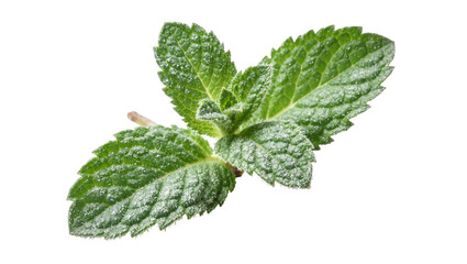 Fresh green mint leaves with water droplets, isolated on transparent background © Andrej