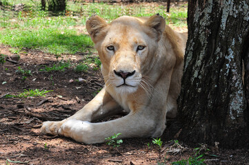 Rare Female White Lioness, South Africa © Boult