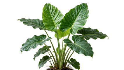Large lush green elephant ear plant with wavy textured leaves, isolated on transparent background © Andrej