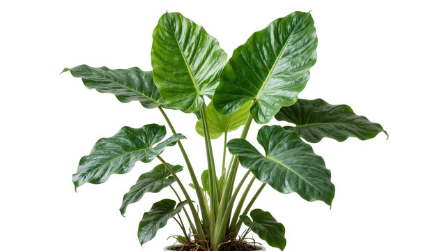 Large lush green elephant ear plant with wavy textured leaves, isolated on transparent background
