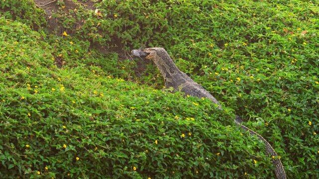 Asian water monitor lizard swallowing rat whole in lush green bushes with small yellow flowers outdoor in wild nature medium shot