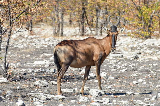 Red hartebeest - Etosha, Namibia
