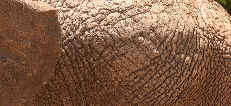 Close-Up of African Elephant Skin Texture and Ear Detail at Cheyenne Mountain Zoo in Colorado
