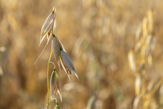 Macro photograph of an Avena sativa oat plant head ready for harvest. The image features a shallow depth of field with a blurred crop background and ample copy space on the right.
