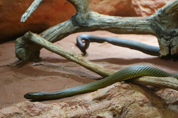 Obraz premium Olive-Green Snake Slithering Across Arid Sand and Branches