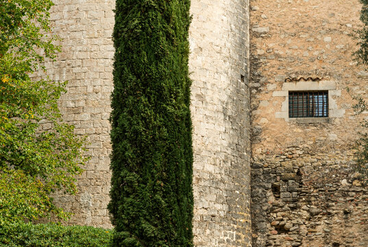 Spain, Catalonia, Girona.  Cypress trees define the landscape alongside the Cathedral of Santa Maria.