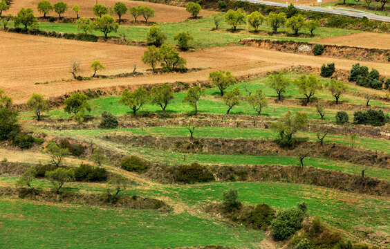 Spain, Catalonia, Girona. Olive trees in terraced landscape.