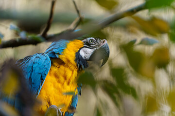 Blue Macaw Ararauna © 300bo.visuals