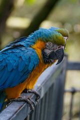 Blue Macaw Ararauna © 300bo.visuals
