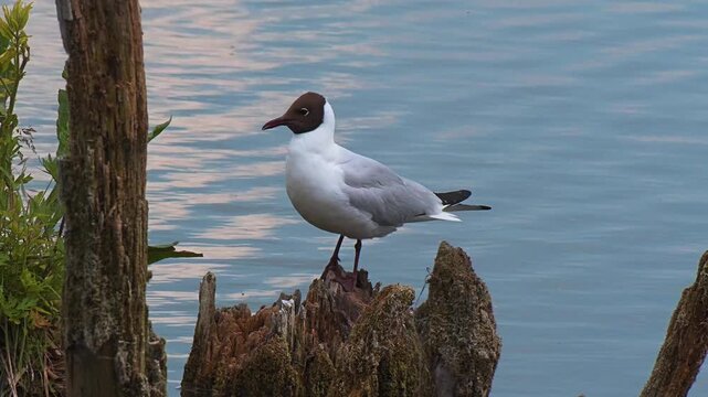A brown-headed gull flies into its nest on the stump of a broken tree in the river.