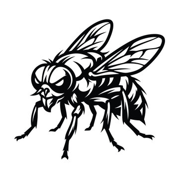 Black and white of a housefly mascot insect
