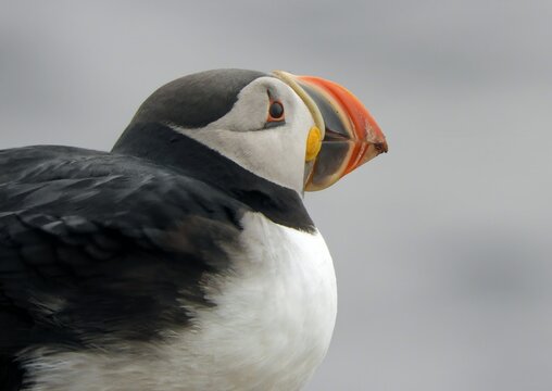 close up of a colorful atlantic puffin on the cliffs  at the elliston puffin viewing site during nesting season on a rainy summer day on the bonavista peninsula in newfoundland, canada