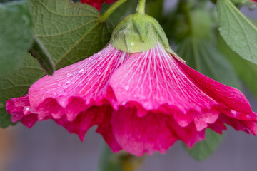 Flor de Malva en forma de campana con gotas de agua entre hojas verdes © Nohema Contreras V