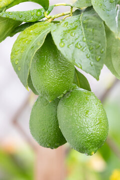 limones verdes y frescos en la rama del &aacute;rbol en la ma&ntilde;ana