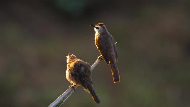 Pair of bulbul birds perching on a thin stem and preening feathers in soft golden sunset backlight. Natural wildlife close up shot