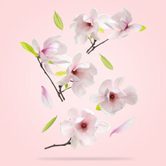 Fototapeta premium Magnolia flowers and leaves falling against pastel pink background