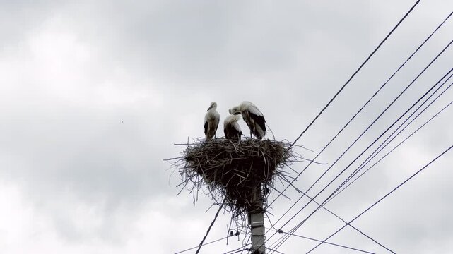 Three white storks standing in large stick nest on concrete utility pole against overcast sky with power lines
