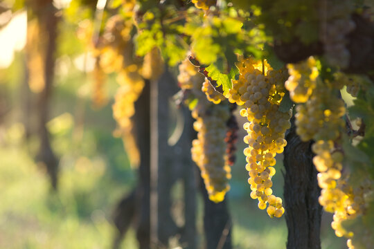 Row of Sunlit Grapevines with Soft Bokeh Background at Harvest