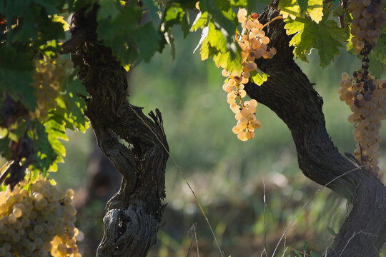 Old Vine Grapevine with Sunlit Bunches Ready for Harvest
