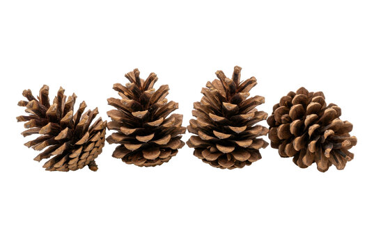Four Brown Pine Cones Arranged in a Horizontal Row on Black Background