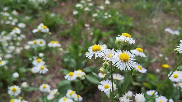 Field filled with white and yellow flowers during springtime in a sunny location
