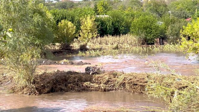 Devastating flash flood submerging rural village landscape under bright daylight, stranding domestic animal on debris mound amidst turbulent muddy river waters. 4K video.