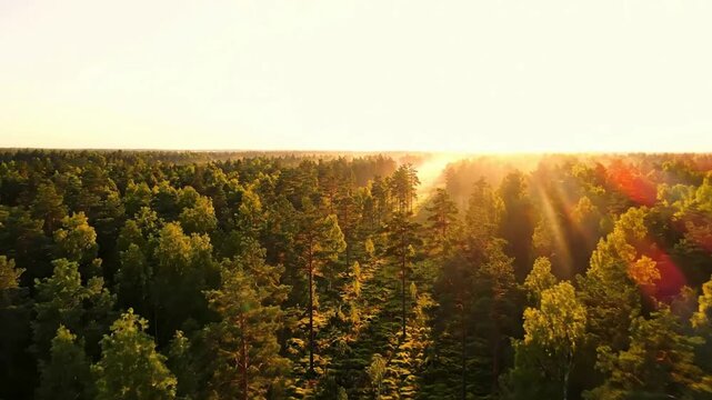 Aerial view of lush pine forest at sunrise with golden sun rays and morning mist, cinematic nature landscape background, for travel and environment
