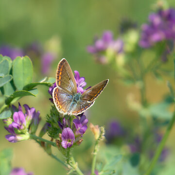 Hauhechel-Bl&auml;uling, Gemeiner-Bl&auml;uling, Weibchen, Polyommatus icarus