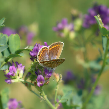 Hauhechel-Bl&auml;uling, Gemeiner-Bl&auml;uling, Weibchen, Polyommatus icarus