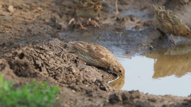 Corn Bunting (Emberiza calandra) drinking from a small rainwater pool in summer
