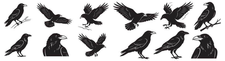 Obraz premium Set of Raven and Crow Silhouette Illustrations: Flying, Perched and Portrait Vector Graphics