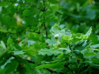 A close-up view of a green acorn on a branch with oak leaves. © Robert