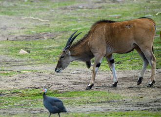 An antelope walks across grassy land in a natural habitat. A bird is present nearby, searching for food. This scene shows wildlife interacting in the open © Ktr