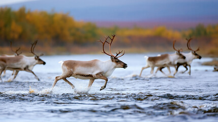 Obraz premium Reindeer running in shallow water during migration