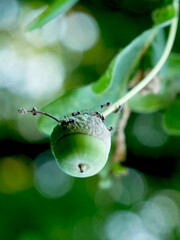 A group of ants are crawling on a green acorn hanging from a branch with a blurred green background. © Robert