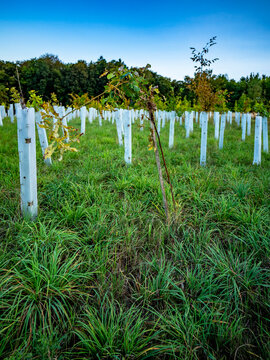Wiederaufforstung im Mischwald am Waldrand
