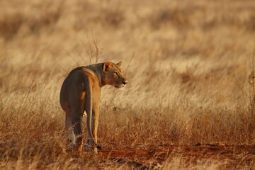 Lion in the field © Olek