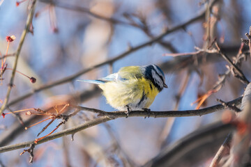 Cute bird, Eurasian blue tit, songbird sitting on a branch without leaves in the autumn or winter © Dmitrii Potashkin