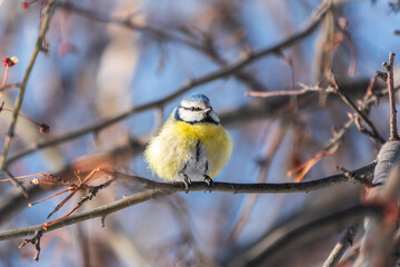 Cute bird, Eurasian blue tit, songbird sitting on a branch without leaves in the autumn or winter © Dmitrii Potashkin