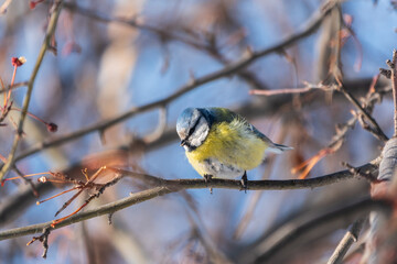 Cute bird, Eurasian blue tit, songbird sitting on a branch without leaves in the autumn or winter © Dmitrii Potashkin