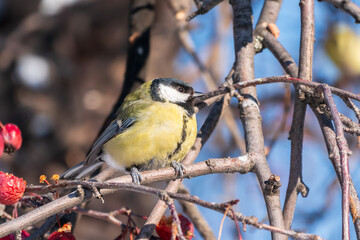 Cute bird Great tit, songbird sitting on a branch without leaves in the autumn or winter. © Dmitrii Potashkin