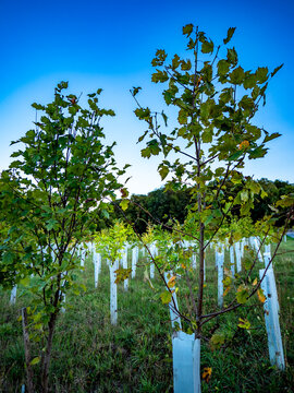 Wiederaufforstung im Mischwald am Waldrand
