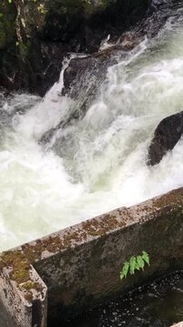 Wild Salmon Jumping Upstream During Salmon Run in Ketchikan, Alaska, in Early September