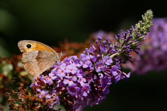 Schmetterling auf der Bl&uuml;te eines Sommerflieders