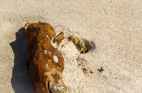 Peque&ntilde;o cangrejo asomado en la arena en un bello d&iacute;a soleado de playa