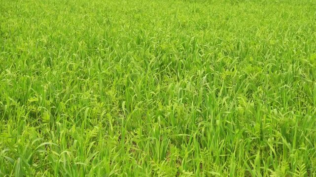 Fresh green grass field in spring