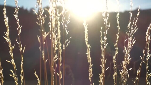 Dry autumn grass glowing in warm backlight