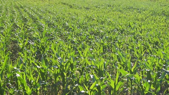 Green corn field growing across agricultural farmland