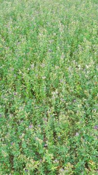 Lush green clover field for livestock